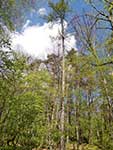 Larix decidua subsp. polonica в Гаёвке, Краков, Польша