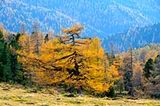 Лиственница в Альбеке, округ Фельдкирхен, Каринтия, Австрия