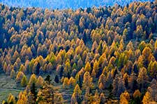 Осенний лес с лиственницами, елями и арророй в Зеебахерне