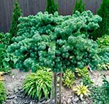 Лиственница Кемпфера (Larix kaempferi) — сорт Blue Dwarf