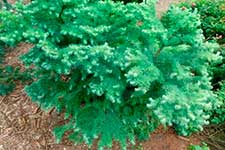 Лиственница Кемпфера (Larix kaempferi) — сорт Blue Dwarf