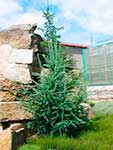 Лиственница Кемпфера (Larix kaempferi) — сорт Blue Rabbit