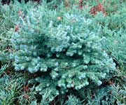Лиственница Кемпфера (Larix kaempferi) — сорт Blue Rabbit