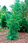 Лиственница Кемпфера (Larix kaempferi) — сорт Diana