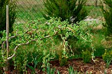 Лиственница Кемпфера (Larix kaempferi) — сорт Diana