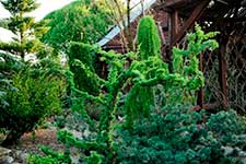Лиственница Кемпфера (Larix kaempferi) — сорт Diana