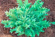 Лиственница Кемпфера (Larix kaempferi) — сорт Grey Pearl