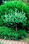 Лиственница Кемпфера (Larix kaempferi) — сорт Grey Pearl