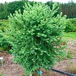Лиственница Кемпфера (Larix kaempferi) — сорт Grey Pearl