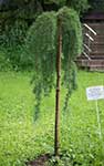 Лиственница Кемпфера (Larix kaempferi) — сорт Haverbeck