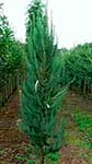 Лиственница Кемпфера (Larix kaempferi) — сорт Jacobsen's Pyramid