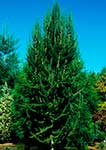 Лиственница Кемпфера (Larix kaempferi) — сорт Jacobsen's Pyramid