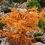 Лиственница Кемпфера (Larix kaempferi) — сорт Little Bogle
