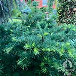 Лиственница Кемпфера (Larix kaempferi) — сорт Little Bogle