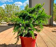 Лиственница Кемпфера (Larix kaempferi) — сорт Little Bogle