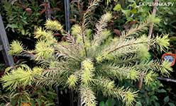 Лиственница Кемпфера (Larix kaempferi) — сорт Magic Gold