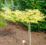 Лиственница Кемпфера (Larix kaempferi) — сорт Magic Gold