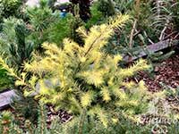 Лиственница Кемпфера (Larix kaempferi) — сорт Magic Gold