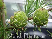Лиственница Кемпфера (Larix kaempferi) — сорт Paper Lanterns