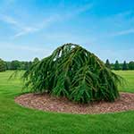 Лиственница Кемпфера (Larix kaempferi) — сорт Pendula