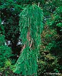 Лиственница Кемпфера (Larix kaempferi) — сорт Pendula