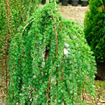 Лиственница Кемпфера (Larix kaempferi) — сорт Pendula