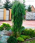 Лиственница Кемпфера (Larix kaempferi) — сорт Stiff Weeper