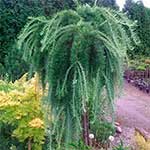 Лиственница Кемпфера (Larix kaempferi) — сорт Stiff Weeper