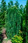 Лиственница Кемпфера (Larix kaempferi) — сорт Stiff Weeper