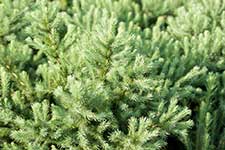 Лиственница Кемпфера (Larix kaempferi) — сорт Wolterdingen