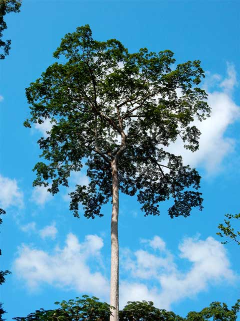 Плодоносящая Weinmannia trichosperma
