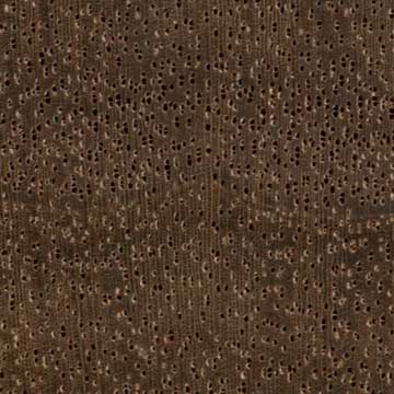 Мансония (Mansonia altissima) – торец доски – волокна древесины, увел. 10х