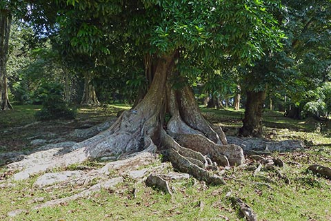 Дерево Мора (Mora excelsa) в Королевском ботаническом саду Перадения (г. Канди, Шри-Ланка)