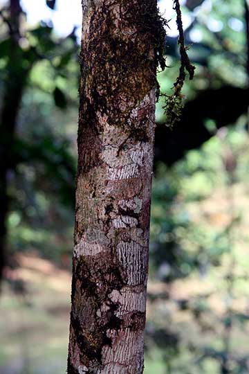 Terminalia amazonia – кора