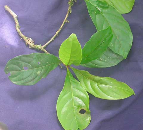 Terminalia amazonia – листья