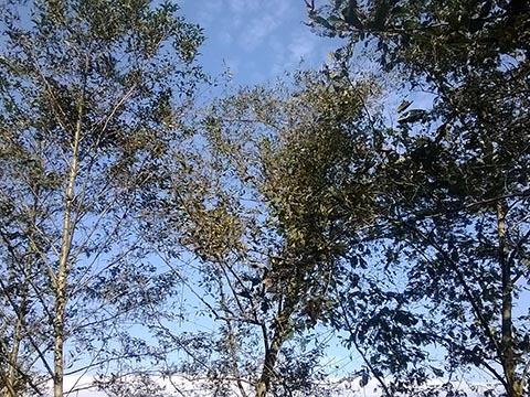 Ольха непальская (Alnus nepalensis)