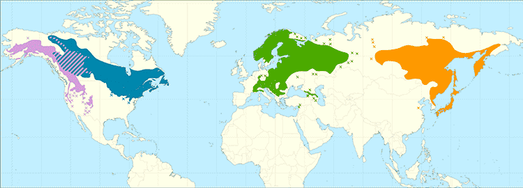 Ареал Alnus incana по подвидам:
                                                                                   ▪ фиолетовый – подв. tenuifolia
                                                                                   ▪ синий – подв. rugosa
                                                                                   ▪ зелёный – подв. incana
                                                                                   ▪ оранжевый – подв. hirsuta