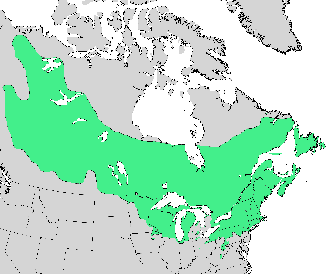 Ареал Alnus incana подв. rugosa