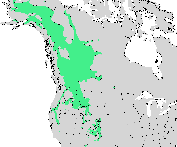 Ареал Alnus incana подв. tenuifolia
