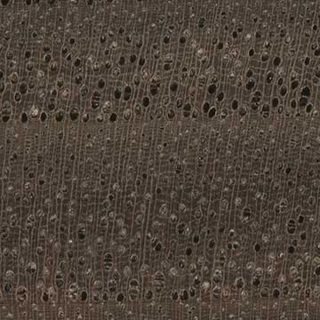 Орех Гиндса (Juglans hindsii) – торец доски – волокна древесины