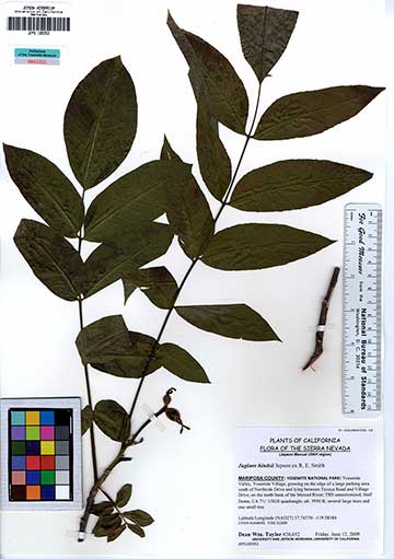 Образец Juglans hindsii из Йосемитского музея