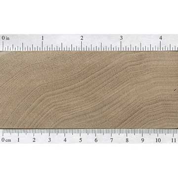 Орех серый (Juglans cinerea) – торец доски