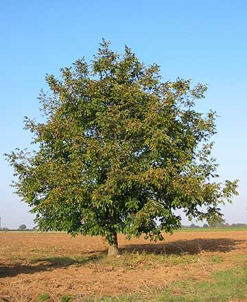 Тропический орех (Juglans australis)
