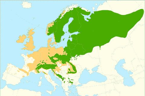 Ареал Picea abies