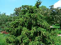 Ель обыкновенная (Picea abies) сорт Acrocona