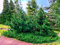 Ель обыкновенная (Picea abies) сорт Acrocona