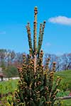 Ель обыкновенная (Picea abies) сорт Aleksandra Fastigiata