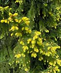 Ель обыкновенная (Picea abies) сорт Aurea, молодые побеги