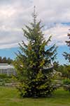 Ель обыкновенная (Picea abies) сорт Aurea