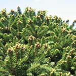 Ель обыкновенная (Picea abies) сорт Barry